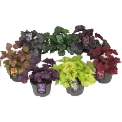 Alūnė - Heuchera INDIAN SUMMER FOREVER PURPLE