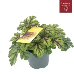 Alūnė - Heuchera INDIAN SUMMER GREEN