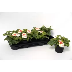 Heuchera INDIAN SUMMER GREEN