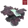 Heuchera INDIAN SUMMER PURPLE