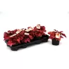 Heuchera INDIAN SUMMER RED