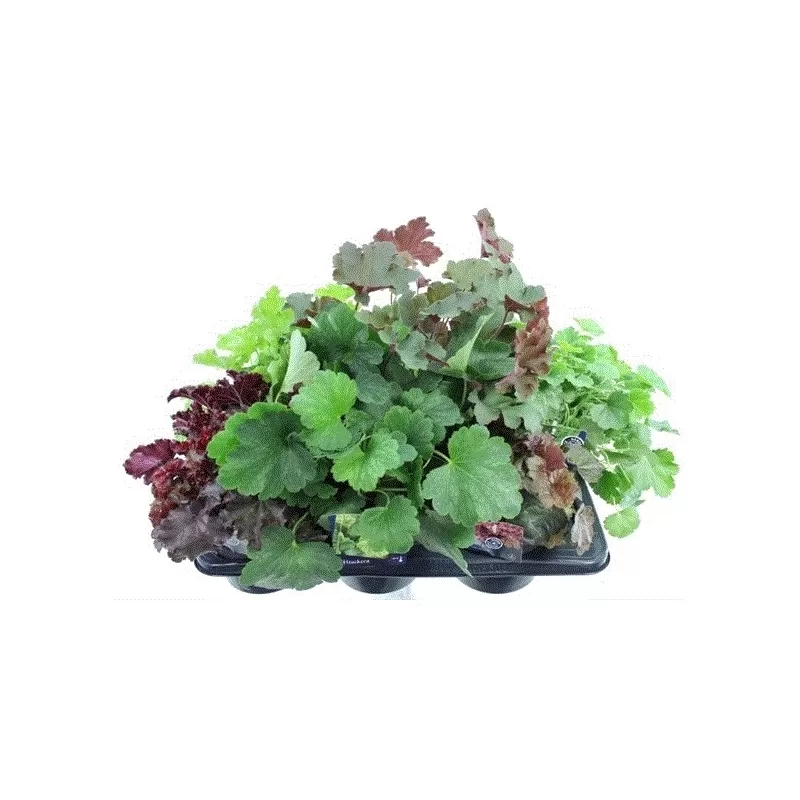 Alūnė - Heuchera MIX