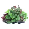 Alūnė - Heuchera MIX