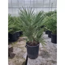 Palmė - Chamaerops humilis