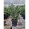 Palmė - Chamaerops humilis