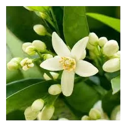 Egzotiniai augalai internetu