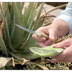 Tikrasis alavijas - Aloe vera (A. barbadensis Miller)