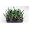 Aloe vera (A. barbadensis)