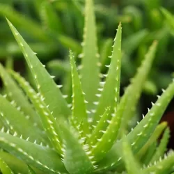 Tikrasis alavijas - Aloe vera (A. barbadensis Miller)