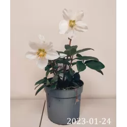 Eleboras - Helleborus niger