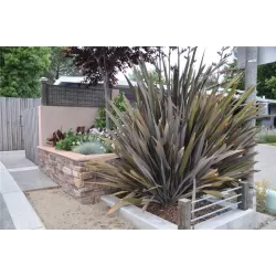 Phormium tenax ATROPURPUREUM
