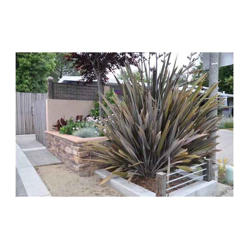 Phormium tenax ATROPURPUREUM