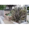 Phormium tenax ATROPURPUREUM