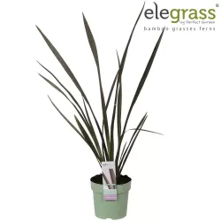 Phormium tenax ATROPURPUREUM