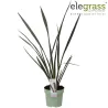 Phormium tenax ATROPURPUREUM