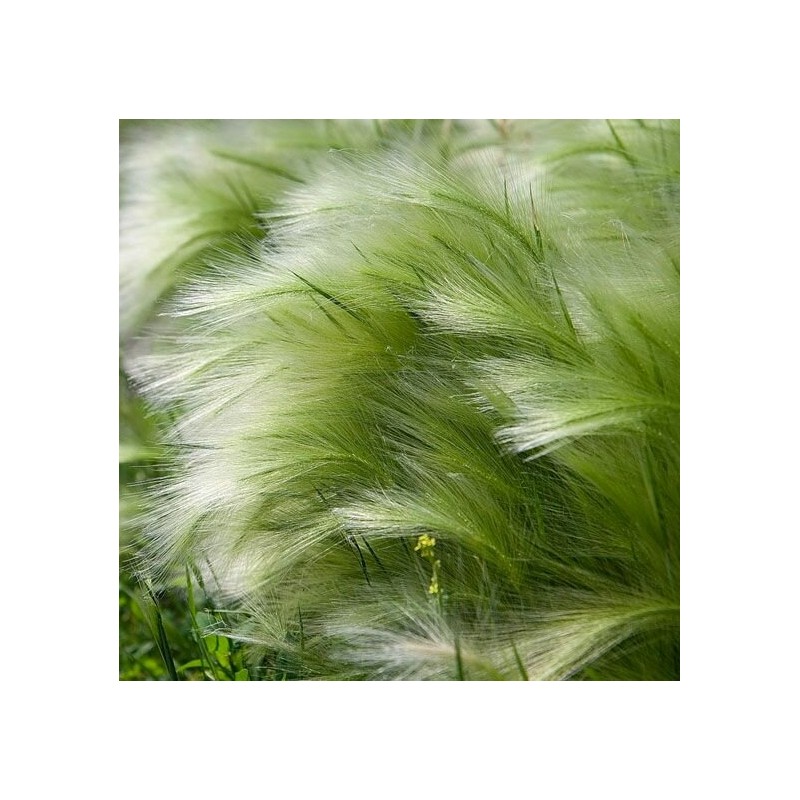 Ašuotė - Stipa tenuifolia PONYTAILS
