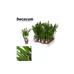 Dipsis - Dypsis lutescens