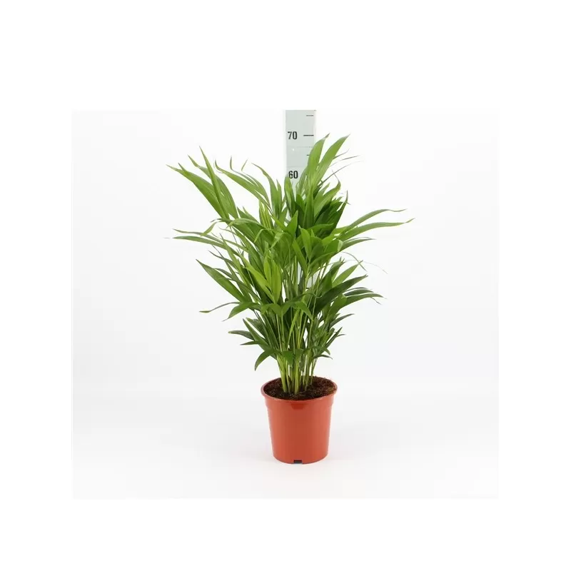 Dipsis - Dypsis lutescens