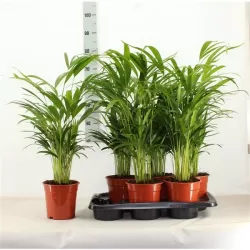 Dipsis - Dypsis lutescens