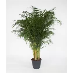 Dipsis - Dypsis lutescens