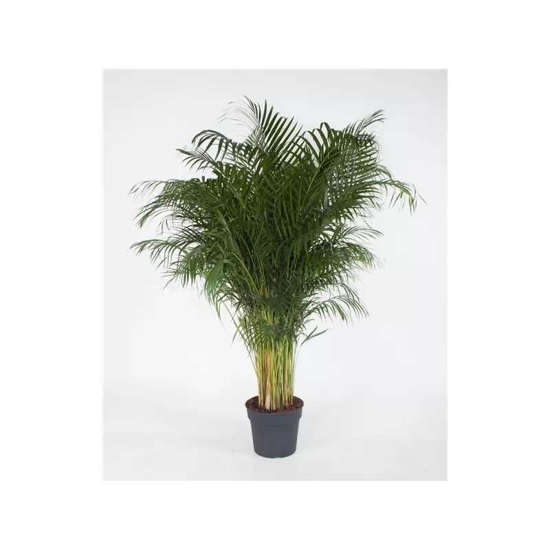 Dipsis - Dypsis lutescens