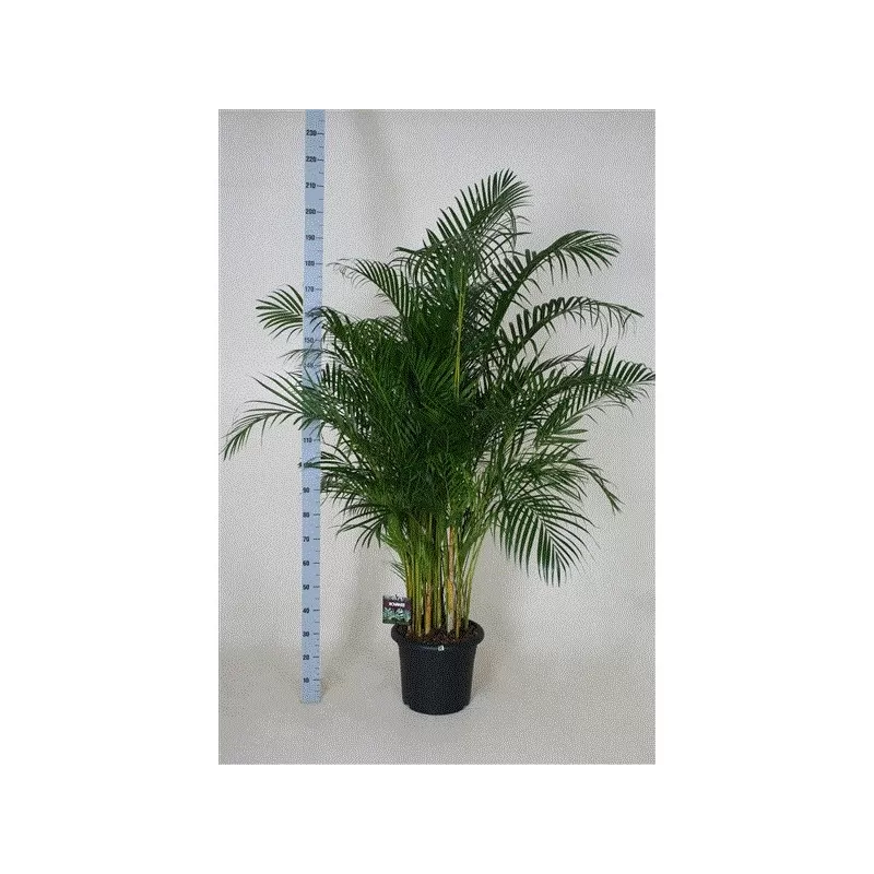 Dipsis - Dypsis lutescens