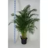 Dipsis - Dypsis lutescens
