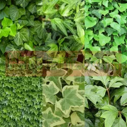Gebenė - Hedera helix MIX