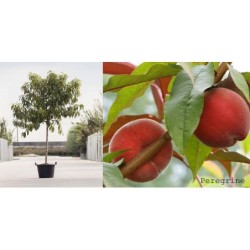 Persikas (skiepytas, p. žemaūgis) - Prunus persica PEREGRINE