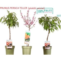 Persikas (plokščiavaisis, žemaūgis) -  Prunus persica Teller