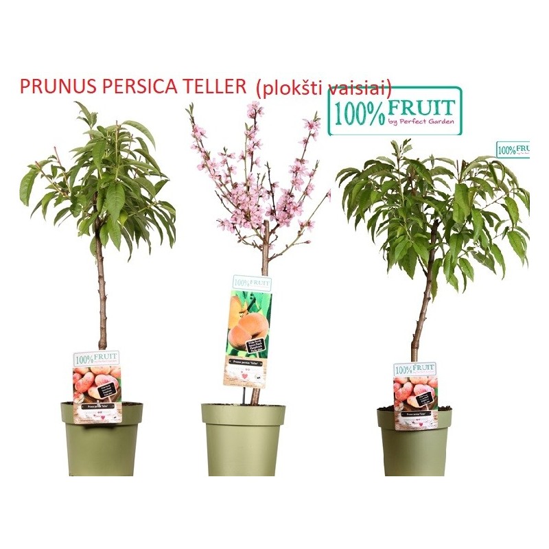 Persikas (plokščiavaisis, žemaūgis) -  Prunus persica Teller