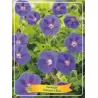 Snaputis - Geranium hymeleyense JOHNSONS BLUE