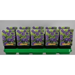 Snaputis - Geranium hymeleyense JOHNSONS BLUE