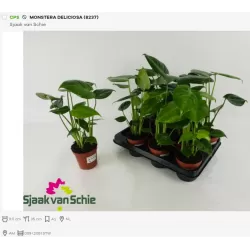 Nuostabioji monstera - Monstera deliciosa