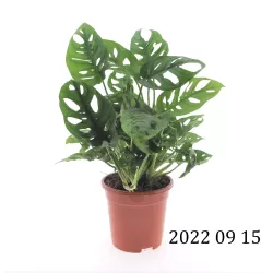 Adansono monstera - Monstera adansonii