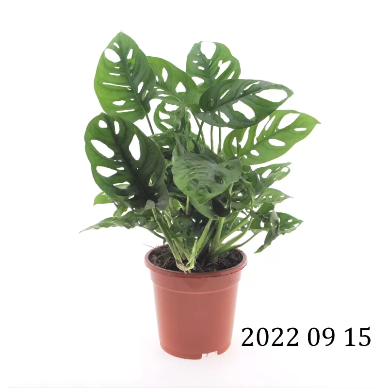 Monstera adansonii