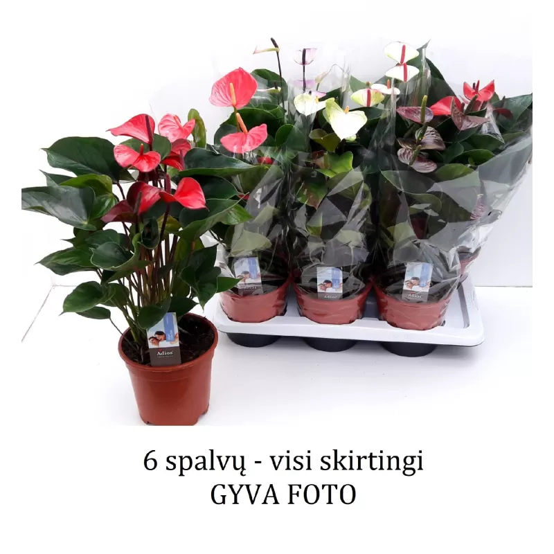 Anturis - Anthurium MIX