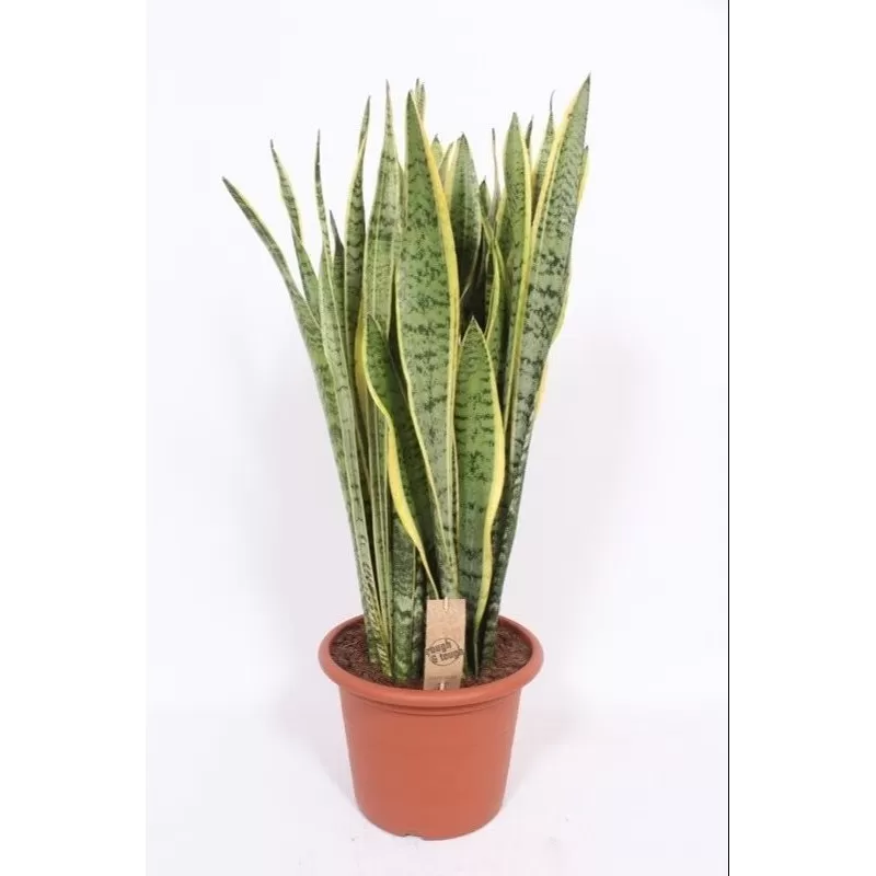 Trijuoste sansevjera (uošvės liežuvis) - Sansevieria trifasciata LAURENTII