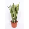 Sansevieria trifasciata LAURENTII