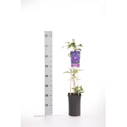 Clematis patens THE PRESIDENT