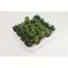 copy of Tikrasis storalapis - Crassula ovata 13Ø 30-35cm