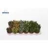copy of Tikrasis storalapis - Crassula ovata 13Ø 30-35cm