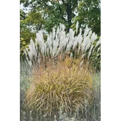 Nendrinis miskantas - Miscanthus sacchariflorus