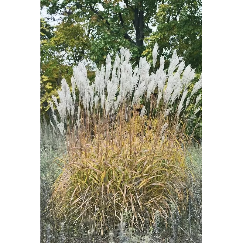 Nendrinis miskantas (amūrinė sidabražolė) - Miscanthus sacchariflorus