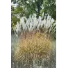 Nendrinis miskantas - Miscanthus sacchariflorus