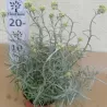 Italinis šlamutis - Helichrysum italicum (Curry plant) 15Ø