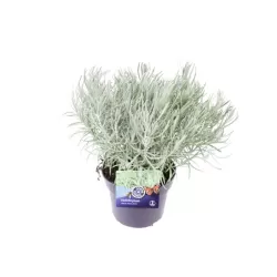 Italinis šlamutis - Helichrysum italicum TALL CURRY