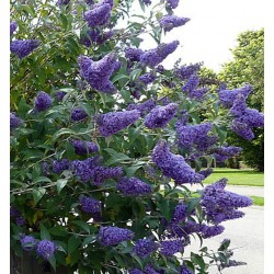 Davido budlėjų Nanho Blue sodinukai su pristatymu į namus