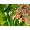 Rudeninė alyva - Heptacodium miconioides