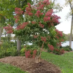 Rudeninė alyva - Heptacodium miconioides